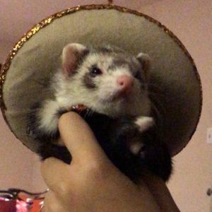 Meet your Posher, Reyna